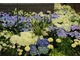 Hortensje z kwiatami w tonacji biało - niebieskiej,  fot. Danuta Młoźniak