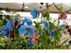 Meconopsis 'Lingholm',  fot. Danuta Młoźniak