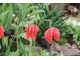 Meconopsis punicea,  fot. Danuta Młoźniak