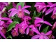 Pleione tongariro - orchidea do uprawy w doniczce w chłodnej szklarni  (sucho w okresie zimowym),  fot. Danuta Młoźniak