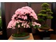 Kwitnące bonsai z azalii japońskiej, fot. Witold Młoźniak