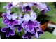 Nagrodzony skrętnik - Streptocarpus lace 'Harlequin',  fot. Danuta Młoźniak