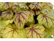 Heuchera 'Circus', fot. Sebastian Cholewa