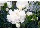 Dianthus* Memories®  ('WP11 Gwe04', fot. Sebastian Cholewa