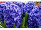 Hyacinthus orientalis 'Royal Navy', fot. Sebastian Cholewa