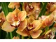 Cymbidium tworzy okazałe kwiatostany, złożone z wielu dużych kwiatów 