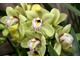 Cymbidium z zielonymi kwiatami