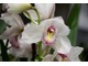 Cymbidium bladoróżowe z ciemniejszą warżką