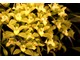 Cymbidium tworzy okazałe kwiatostany, złożone z wielu dużych kwiatów 