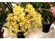  Podczas kwitnienia latem cymbidium wymaga około 15 stopni w nocy i do 28 - 29 stopni w dzień