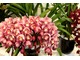 Storczyki Cymbidium lubią w okresie wzrostu sporo wody (przegotowanej, nie z kranu), podlewamy wtedy co 4 - 5 dni