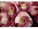 Cymbidium wymaga dużo światła