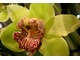 Zmuszenie Cymbidium do powtórnego kwitnienia polega głownie na obcięciu starych łodyg kwiatowych, obniżaniu temperatury nocą i trzymaniu roślin aż do przymrozków na zewnątrz w cieniu