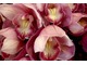 Cymbidium 'Sanbika'