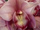 Cymbidium 'Sanbika'