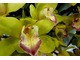 Cymbidium 'Emerald Feather'