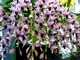 Cymbidium 'Million Veil'