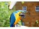 Papuga na dziedzińcu ogrodu Coton Manor