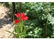 Tulipany botaniczne