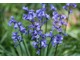 Scilla hispanica czyli "blue bells"