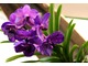 Vanda to rodzaj z rodziny storczyków ( Orchidaceae), które są bardzo wysoko cenione ze względu na bardzo duże i efektowne kwiaty