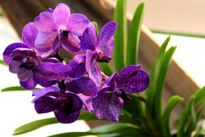 Vanda to rodzaj z rodziny storczyków ( Orchidaceae), które są bardzo wysoko cenione ze względu na bardzo duże i efektowne kwiaty