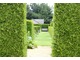 Przegrody z iglaków to zielone szczelne ściany potrzebne w każdym ogrodzie
