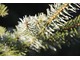 Z iglaków wysokich polecam świerki serbskie (Picea omorika). Mają wysmukły, dość wąski pokrój, ładny, zdrowy wygląd i nie ogałacają się od dołu