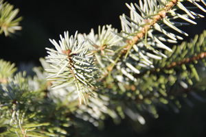 Z iglaków wysokich polecam świerki serbskie (Picea omorika). Mają wysmukły, dość wąski pokrój, ładny, zdrowy wygląd i nie ogałacają się od dołu