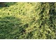 Juniperus horizontalis 'Golden Carpet' ma płożący pokrój i nadaje się do ogrodów skalnych i do pokrywania skarp słonecznych
