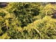 Juniperus x pfitzeriana 'Heinrich  Gold' daje wspaniały, złocisty efekt