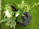 Zantedeschia, kolor kwiatów biały (1 szt), Zantedeschia, kolor kwiatów czarny (1 szt), Chlorophytum (zielistka (2 szt), Euonymus fortunei "Harlequin" (1 szt), Begonia "Bethlehem Star" (1 szt)