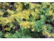 Kolorowy jałowiec Juniperus conferta  'Golden Wings'