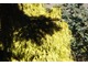 Żółty cyprysik groszkowy 'Filifera Aurea' jest łatwy w uprawie