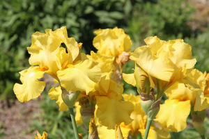 Iris 'Bob Nichol'