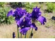 Iris 'Phil Keen'