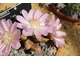  Lewisia rediviva jest nisko rosnącą byliną o mięsistych liściach i rozgałęzionych, mocno rozkładających się łodygach. Pochodzi z rejonów podgórskich