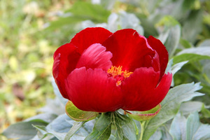 Paeonia clusii x rhodia