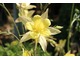 Aquilegia chryzantha 'Yellow Queen'