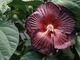 Hibiscus "Princess Laura", fot. Monika Jadczak