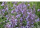 Nepeta pochodzi z rodziny Lamiaceae