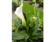 Zantedeschia rehmannii "Crystal Blush"