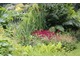 Tawułki w cienistym ogrodzie w zestawieniu z bylinami o dużych lub szablastych liściach