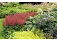 Plama tawułek w ciekawym kolorze w zestawieniu z roślinami o mocnych, kontrastowych barwach. Bardzo dobry przykład do naśladowania
