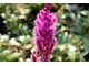 Kwiat tawułki chińskiej (Astilbe chinensis) pojawiają się później w lecie