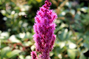 Kwiat tawułki chińskiej (Astilbe chinensis) pojawiają się później w lecie