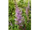 Astilbe chinensis