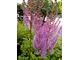 Astilbe chinensis 'Superba'