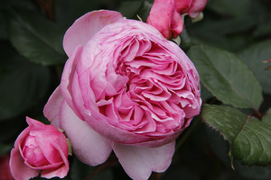 Róża 'Geoff Hamilton'