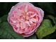 Róża 'Sharima Asma' - wykwintna odmiana, która tworzy idealną rozetę i pachnie z domieszką owocowej nuty